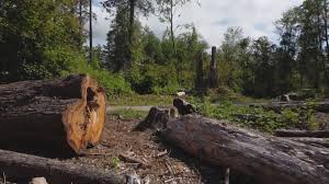 Best Firewood Processing and Delivery  in Diamondhead, MS