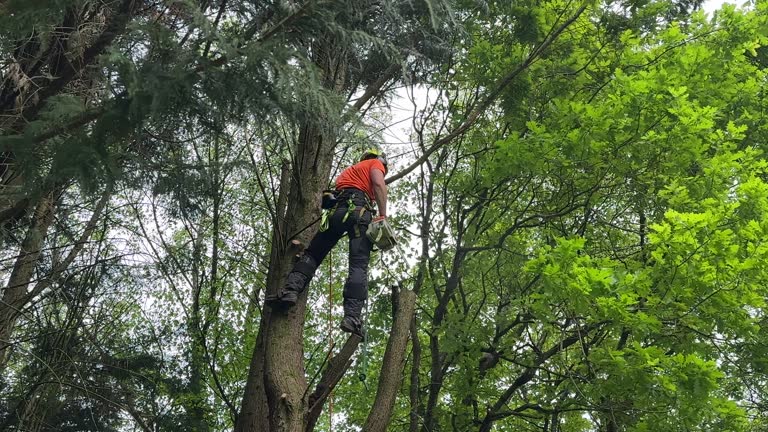 Best Tree Removal  in Diamondhead, MS