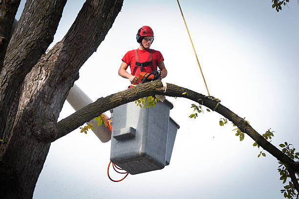 Best Commercial Tree Services  in Diamondhead, MS