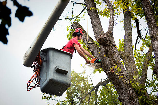 Best Tree Trimming and Pruning  in Diamondhead, MS